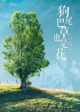 狗尾巴草也是花全集