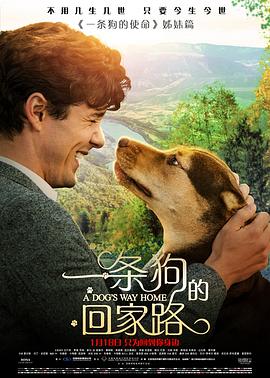 一条狗的回家路全集